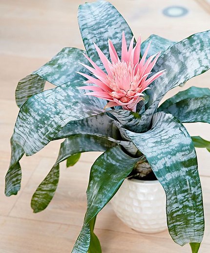 Cuidados Aechmea Fasciata o Bromelia Fasciata | Infojardineria.es