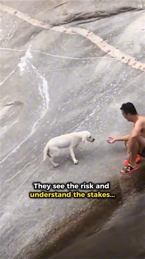 Extraordinary People Rescuing Animals in Need