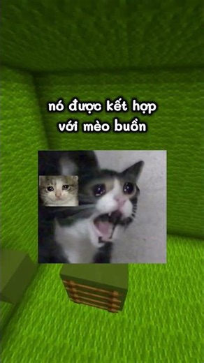 Nguồn Gốc Của Các Meme Mèo Khóc Nổi Tiếng...