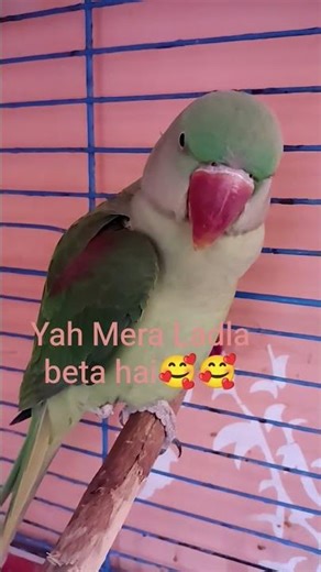love you beta 🥰🥰#funnyvideos #comedyvideo #lol #funnyanimals #animalfunny #cutefunny #memes #funny