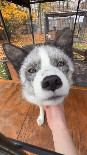 Sweet guy Memphis almost looks more dog like than fox. But he is definitely a Red fox Species 🦊 While Miss Josephine has some of most unique ears we’ve ever seen on a fox. And she was born that way! Memphis came to us an a pet surrender when he was found living in an apartment and the landlord said “No Foxes”. Which I do understand because you cannot provide the fox with a proper environment in an apartment. Foxes really do need a secure outdoor space even if your fox spends a majority of time 