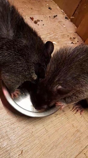 16K views · 504 reactions | Baby food for elvis and priscilla | Martin Critchlow | Facebook