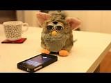 Siri VS Furby