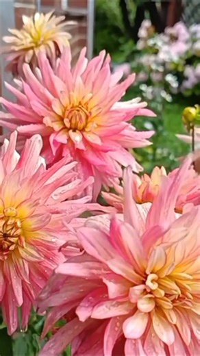 Beautiful 4K Flower Garden 🌸 | Relaxing Music & Nature Vibes | #shorts