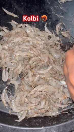 Kolbi jinga 🦐 kbi nhi khatam honevali machli #jinga #viral #shorts #viralvideos #food #shorts #sea