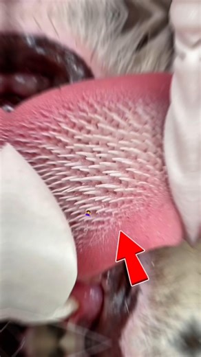 One Lion Lick Could Rip Your Skin😰😱😱