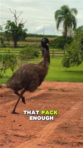 Why Emus Are Basically The Modern Day Velociraptors 🦖 #shorts