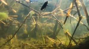 48 Pack Slow-Sinking Worm Soft Bait 2.2in - 3/16oz,6 Colors (8-Pack per Color) – Ultra-Soft Elastic Creature Bait Plastic Lure with Lifelike Action for Crappie, Trout, Panfish & Bass Fishing