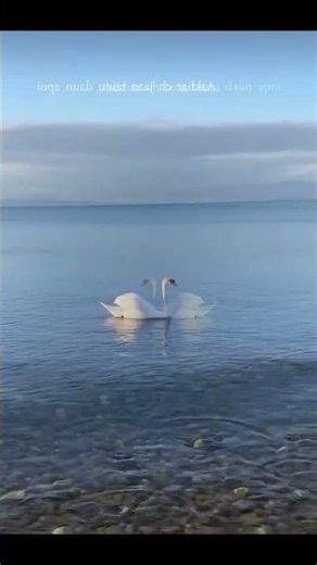 #waliyan #song #lyrics #songlyrics #feel #aura #feelthemusic