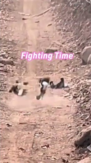 Have you ever seen these birds fighting together in groups? #shorts