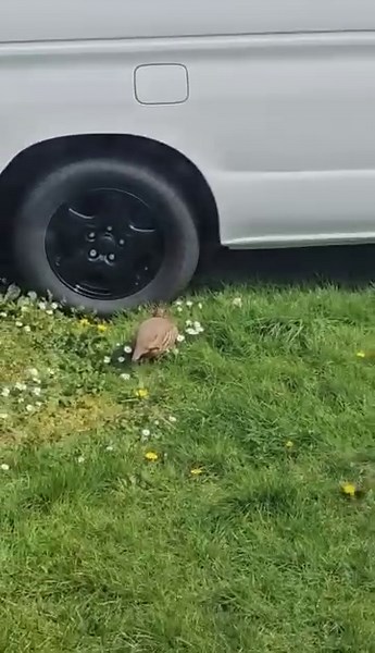 10K views · 28 reactions | red legged partridge in my garden has anyone lost one | Spotted Paignton | Facebook