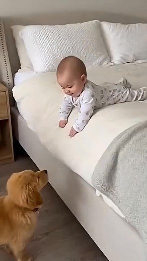 4.3M views · 7.7K reactions | Puppy Did not try to save a cute baby from bed #dog #usa #puppy #shortsfeed  | Wild Flowz | Facebook