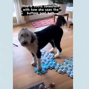 87K views · 1.9K reactions | Funny Bunny Gets After Bath Zoomies藍 | Whataboutbunny | Facebook