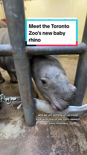 Meet the Toronto Zoo's New Baby Rhino