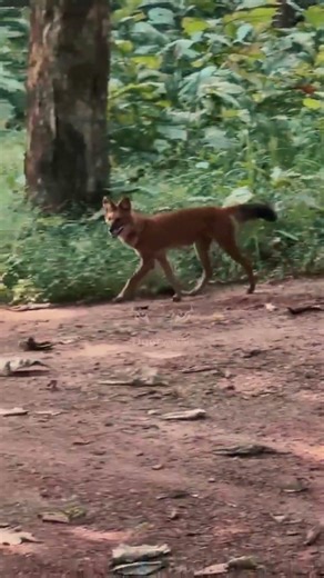 The Dhole (Indian Wild Dog) in its natural element at Kanha National Park.