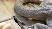 Pogona vitticeps déposant des œufs