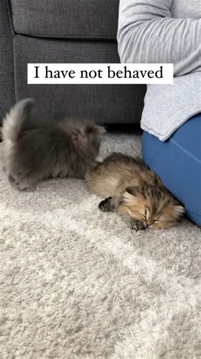 Some things never change 😹 #pets #persiancat #persiankitten #kittens #playfulcat #christypawpersians christypawpersians | christypawpersians