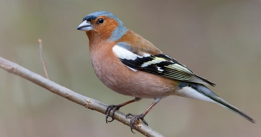 Le pinson des arbres : habitat, caractéristiques, chant