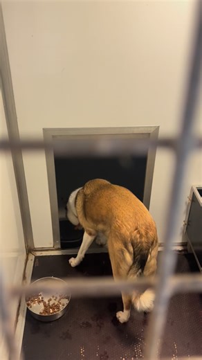 1K views · 283 reactions | A MOMENT OF FUN FOR YOU = DAYS OF PANIC...