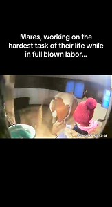 The stallions have it so rough! 😜🤣🩵 #meriklewaters #mares #horsebreeder #horsebreeding #horsehumor #horselover #pregnant #animallover #horsebreeding #stallion #petlovers | Merikle Waters Paints & Quarters