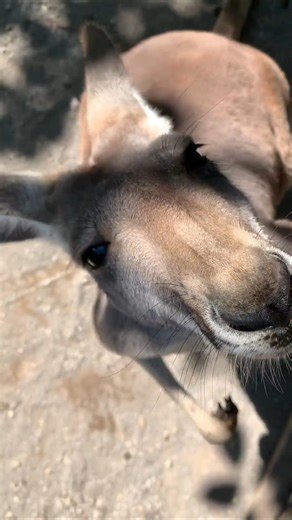 You’ve Been Lied To About Kangaroos 🦘😳