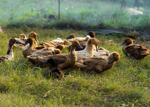 Top 7 Duck Predators: How to Know Which and Prevention