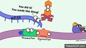 Gene Expression and the Order of the Operon on Make a GIF