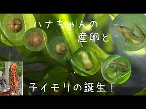ハナちゃんの産卵と子イモリの誕生！
