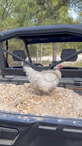 Upgrade your coop and your routine with Grubbly Farms Hemp Bedding! Eco-friendly and hyper absorbent, this long lasting, all natural material creates a cozy haven for your flock while saving you time and money 🐔🌱 | Grubbly Farms