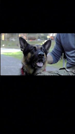 Meet UBER 🐕 Brad Pitt’s Real-Life Rescue Dog Co-Star in Heart of the Beast