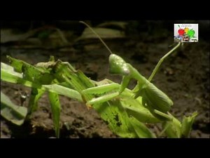 Fourmis "légionnaires" d'Afrique !