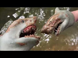 thesharkpuppetgang and sharky boy homeless again pt2 and also find PRIME!!!