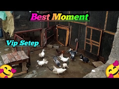 Animal 🐑 🐐 🐇 And Birds 🐦 🦜 🦃 Se Love 😘 | Mini Zoo Vlog | Brothers Zoo Vlogs | 2025