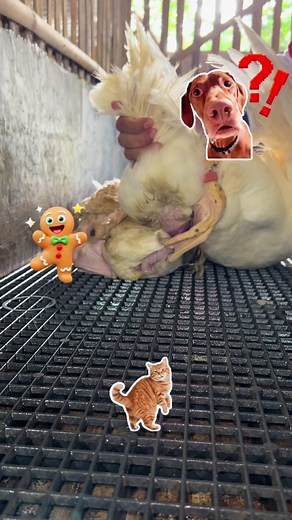 When a Duck Becomes the Boss of the Farm