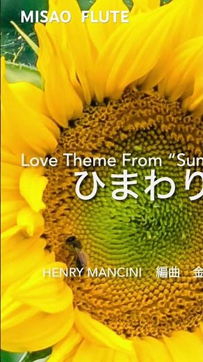 I Girasoli ひまわり Love theme from "sunflower " 映画音楽 作曲 Henry Mancini By MISAO FLUTE 波戸崎操 #shorts