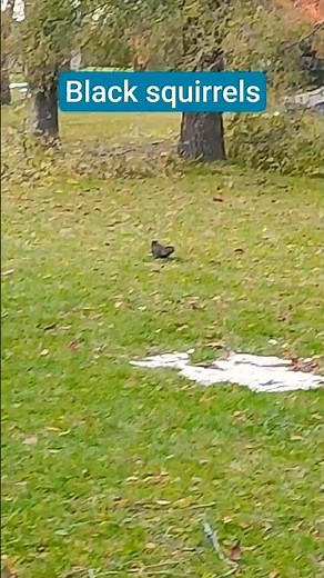 Why Black Squirrels Run Like That