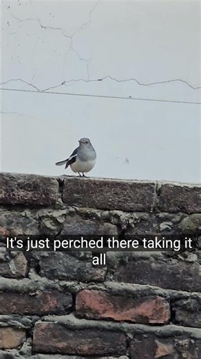 Female Oriental Magpie-Robin 🐦 | Indian Garden Bird #birds