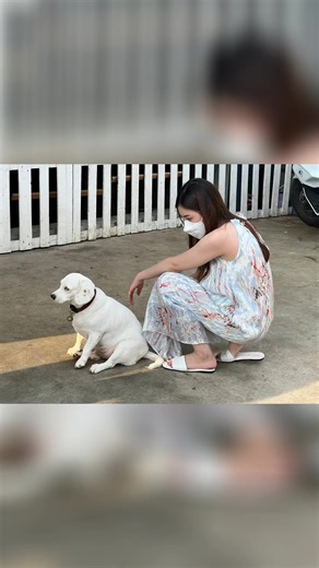 #รับฝึกสุนัขปรับพฤติกรรม #รับฝากสุนัข