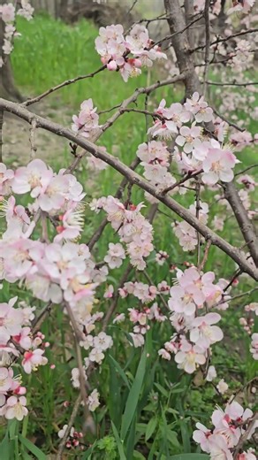 Apricot flowers 🌸| Apricot blossoms | morphology flowering plants #botanylovers #nature #agriculture