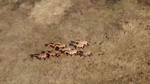 Lebensraum für bedrohte Tiere - Tschernobyl-Sperrzone entwickelt sich zu Naturreservat