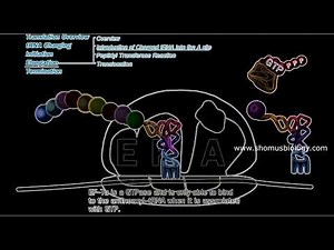 Translation elongation in prokaryotes | Prokaryotic translation elongation animation | Lecture 2