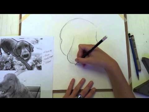 How to Draw a Dog from a Photo