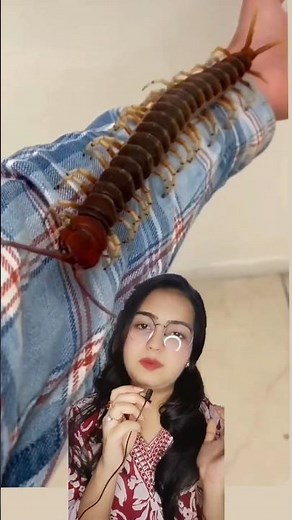 Can Centipede Enter Your Ear ?🐛 #insect #facts #trending