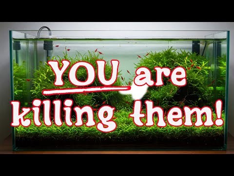 When Water Changes KILL Shrimp (And When They Actually Help)