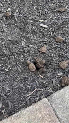Baby snapping turtles , turtles hatching, Mother Nature, nature at its finest , turtles #creatorsearchinsights #tiktoklive