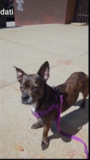 Eating Pizza with my dog! Sal's Pizzeria in Williamsburg Brooklyn! #food #eat #pizza