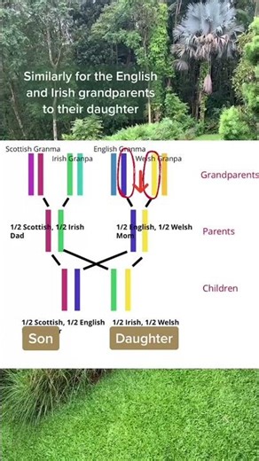 Answer to far more complex: recombination, linkage, etc etc