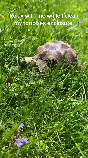 Cleaning My Tortoise's Enclosure: Light Cleaning for Smooth Shell Growth