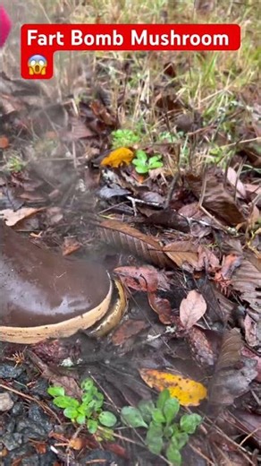 Have you seen a fart bomb mushroom? Epic explosion of spores!