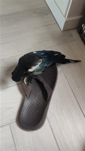 CIPPI - The Story: The annoying slippers [E35]